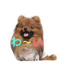獅と狛  withモコモコ（個別スタンプ：5）