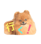 獅と狛  withモコモコ（個別スタンプ：6）
