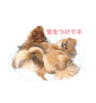 獅と狛  withモコモコ（個別スタンプ：8）