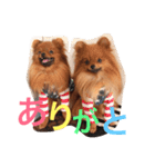 獅と狛  withモコモコ（個別スタンプ：10）