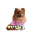 獅と狛  withモコモコ（個別スタンプ：12）