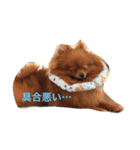 獅と狛  withモコモコ（個別スタンプ：14）