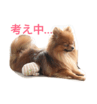 獅と狛  withモコモコ（個別スタンプ：16）