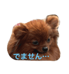 獅と狛  withモコモコ（個別スタンプ：17）
