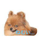 獅と狛  withモコモコ（個別スタンプ：18）