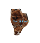獅と狛  withモコモコ（個別スタンプ：20）