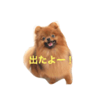 獅と狛  withモコモコ（個別スタンプ：21）