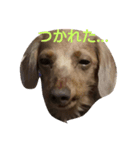 りかちゃん（てちこ）（個別スタンプ：8）