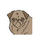 Fee Bee the Yard Pug（個別スタンプ：6）