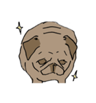 Fee Bee the Yard Pug（個別スタンプ：8）