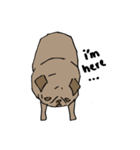 Fee Bee the Yard Pug（個別スタンプ：29）