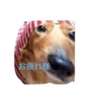 犬 あるある ウチのボンくん    犬まゆみ（個別スタンプ：1）