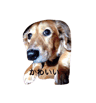 犬 あるある ウチのボンくん    犬まゆみ（個別スタンプ：2）