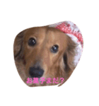 犬 あるある ウチのボンくん    犬まゆみ（個別スタンプ：3）