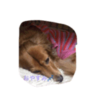犬 あるある ウチのボンくん    犬まゆみ（個別スタンプ：5）