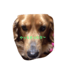 犬 あるある ウチのボンくん    犬まゆみ（個別スタンプ：6）