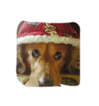 犬 あるある ウチのボンくん    犬まゆみ（個別スタンプ：7）