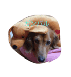 犬 あるある ウチのボンくん    犬まゆみ（個別スタンプ：8）
