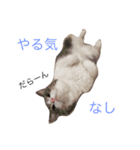 フラフィさんとおはぎどん（個別スタンプ：4）