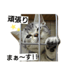 猫のあんずです【番外編】（個別スタンプ：1）