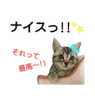 猫のあんずです【番外編】（個別スタンプ：12）