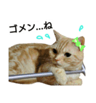 猫のあんずです【番外編】（個別スタンプ：17）