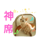 猫のあんずです【番外編】（個別スタンプ：23）