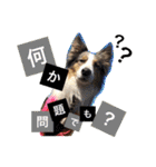 Luke's sticker（個別スタンプ：12）