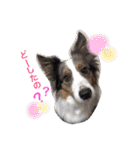 Luke's sticker（個別スタンプ：15）