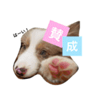 Luke's sticker（個別スタンプ：23）