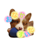 Luke's sticker（個別スタンプ：31）