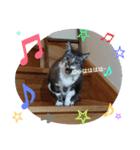 ごましおちっち（個別スタンプ：3）