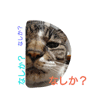 ごましおちっち（個別スタンプ：4）