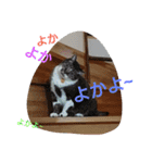 ごましおちっち（個別スタンプ：5）