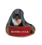 ごましおちっち（個別スタンプ：16）