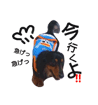 マロン 犬。（個別スタンプ：1）