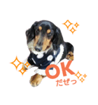 マロン 犬。（個別スタンプ：2）