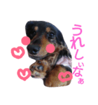 マロン 犬。（個別スタンプ：3）