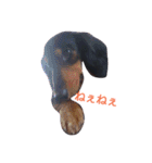 マロン 犬。（個別スタンプ：4）