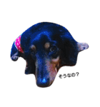 マロン 犬。（個別スタンプ：5）