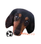マロン 犬。（個別スタンプ：7）
