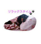 マロン 犬。（個別スタンプ：8）