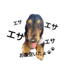 マロン 犬。（個別スタンプ：9）
