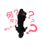 マロン 犬。（個別スタンプ：10）