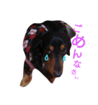 マロン 犬。（個別スタンプ：12）