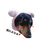 マロン 犬。（個別スタンプ：13）