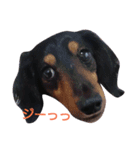 マロン 犬。（個別スタンプ：14）