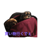 キャバリア ブラックタン（個別スタンプ：2）