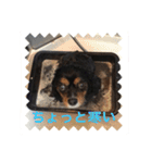 キャバリア ブラックタン（個別スタンプ：6）