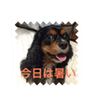 キャバリア ブラックタン（個別スタンプ：8）